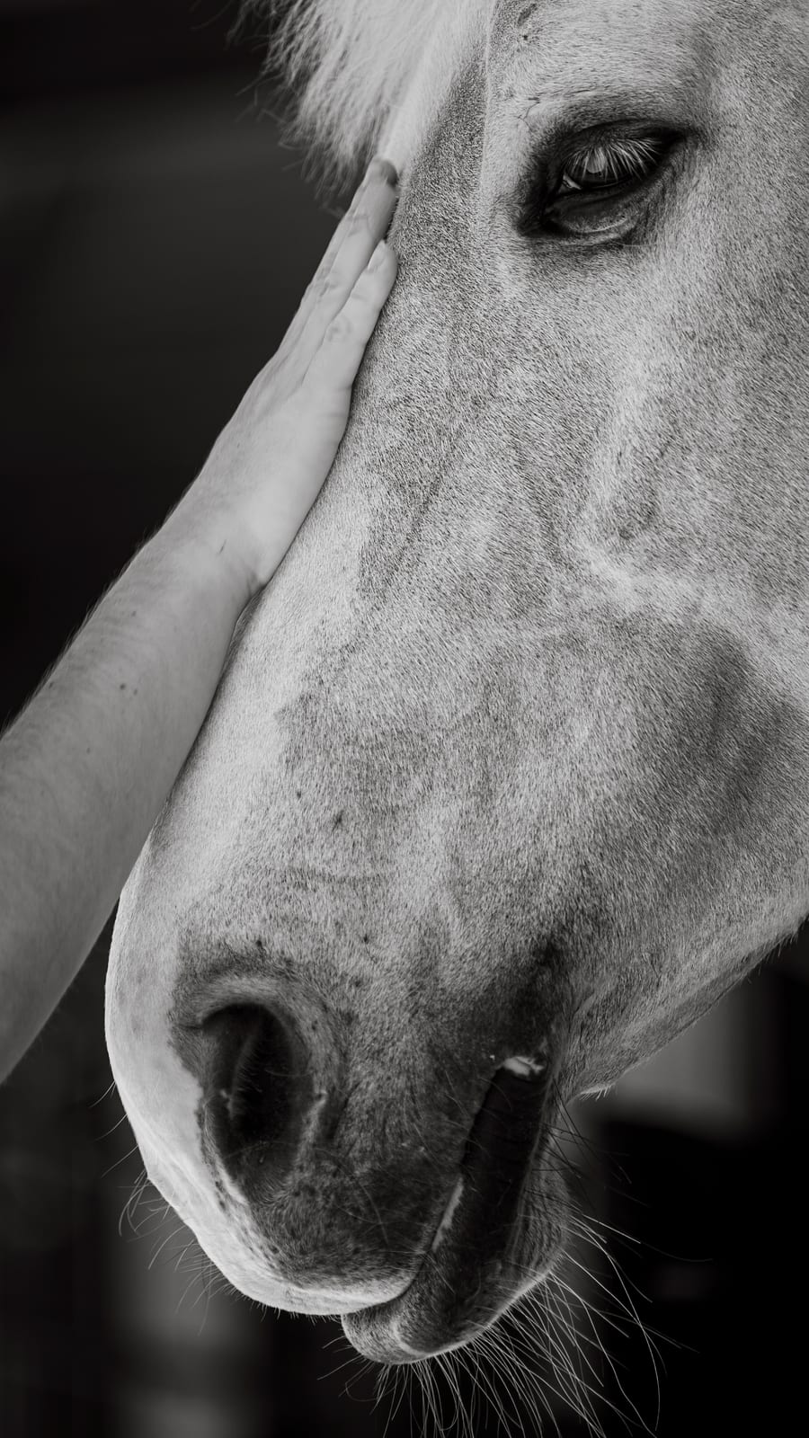 Detalle, fotografía de concurso hípico, por Clara T Media